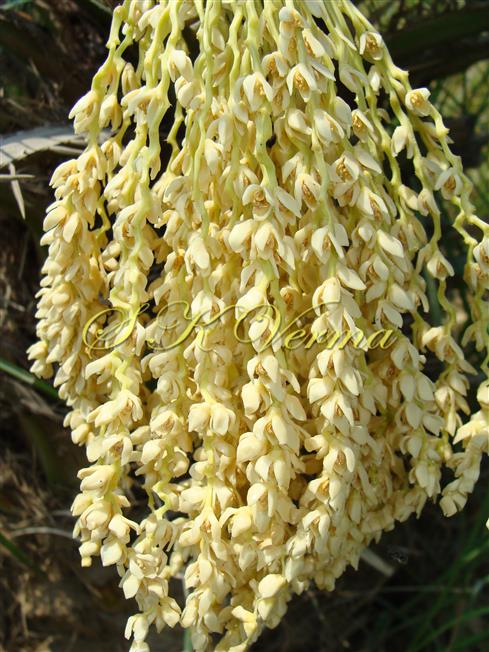   Male infl. with rachillae and male flowers